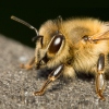 Western Honey Bee
